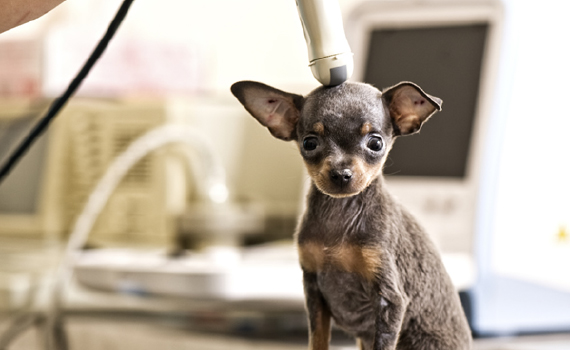 Ultrasound & Radiology